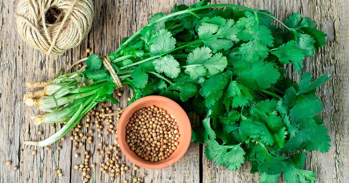 7 Health Benefits of Cilantro